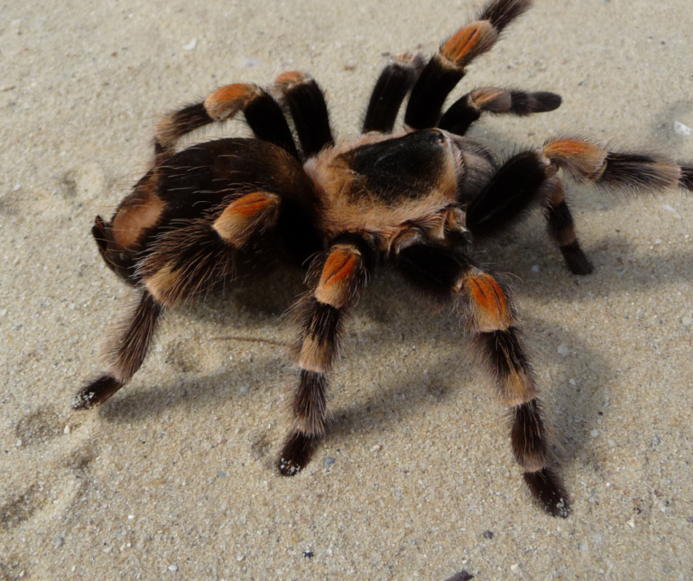 Erie PA pest control