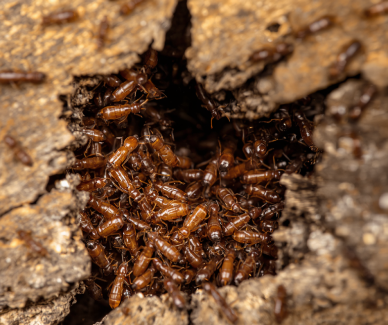 Pest Control Newark