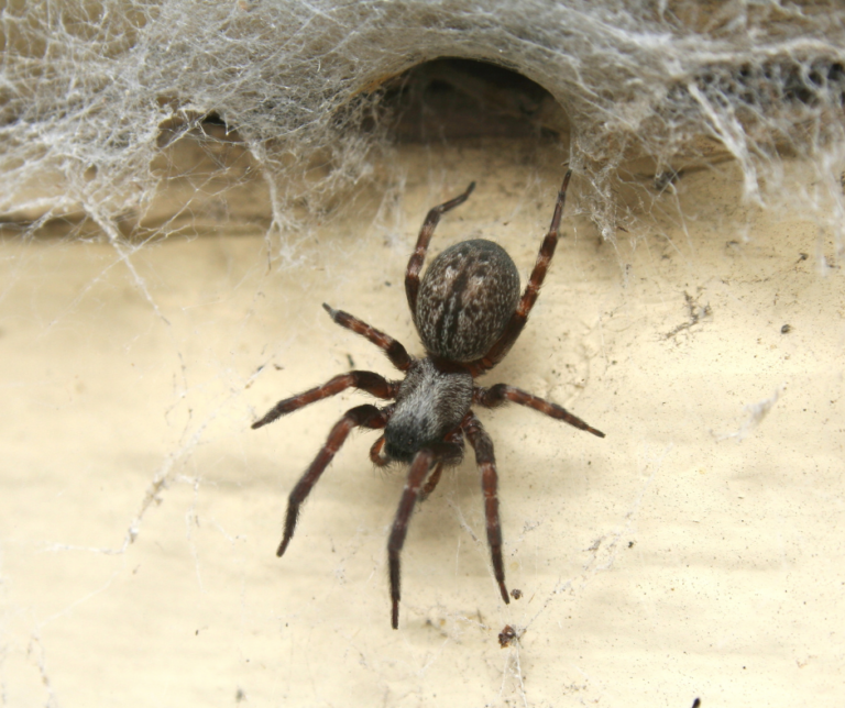 exterminator Idaho Falls Idaho