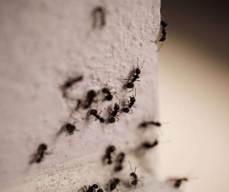 exterminator Erie PA