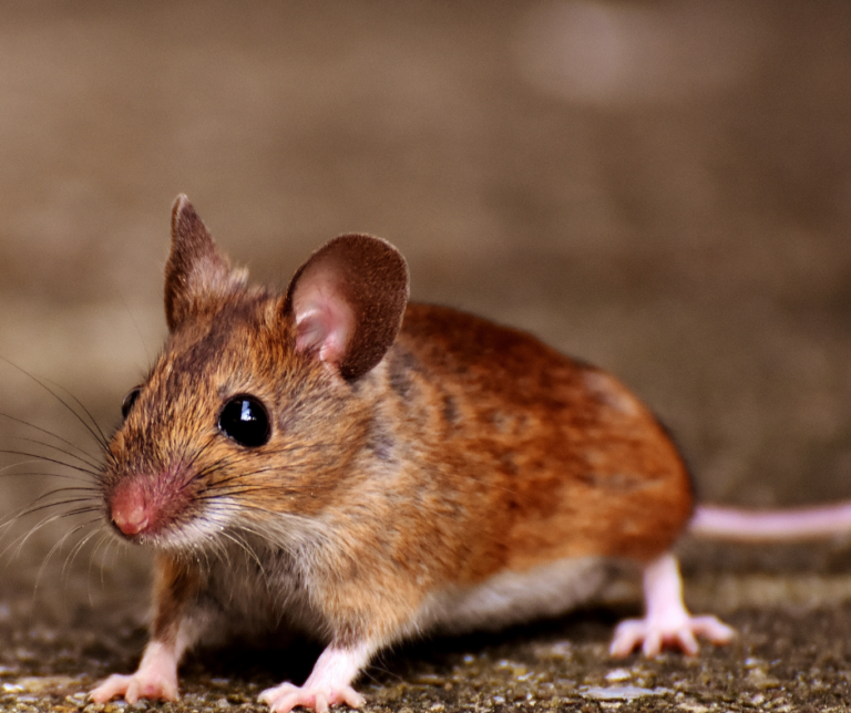 rodent control Newark Ohio