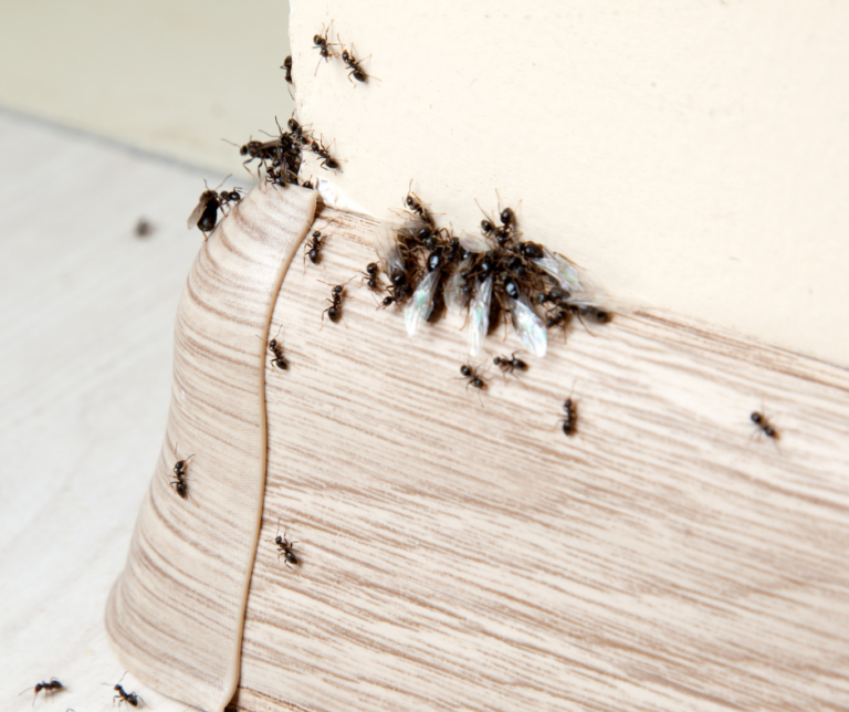 exterminator Hermitage PA