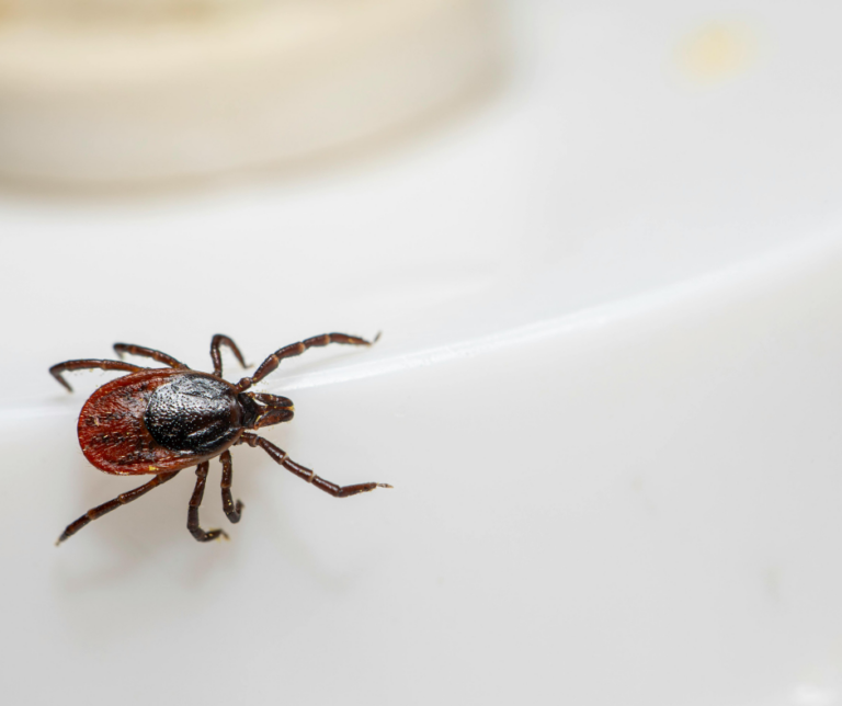 tick exterminator Youngstown