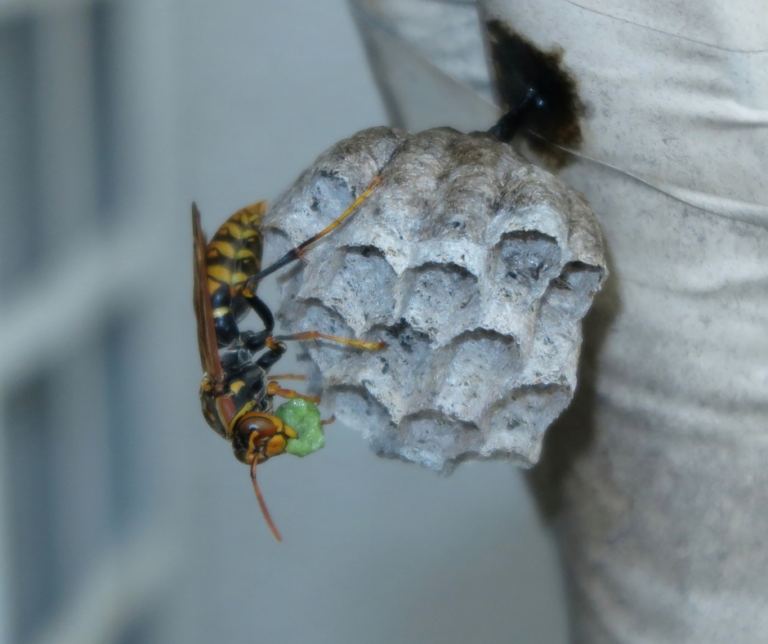 exterminator Pittsburgh PA