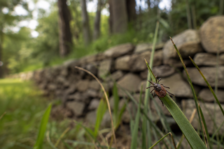 Stink Bugs Start Coming Indoors in Erie, PA?