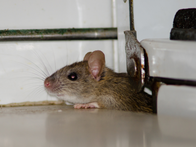 Pittsburgh rodent control {{brizy_dc_image_alt entityId=