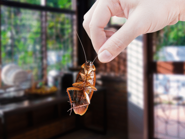 {{brizy_dc_image_alt entityId=