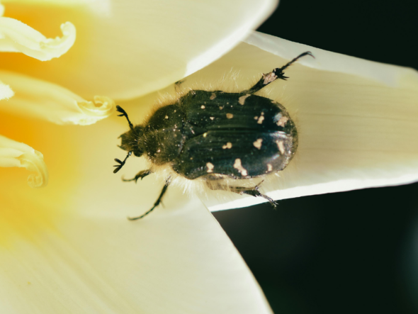 Youngstown pest control