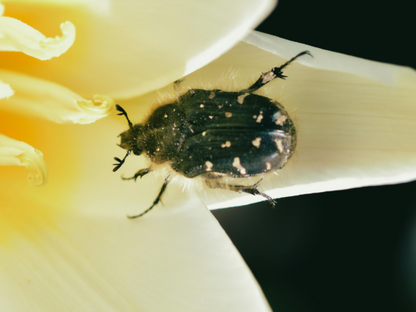 Youngstown pest control