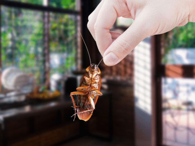 {{brizy_dc_image_alt entityId=