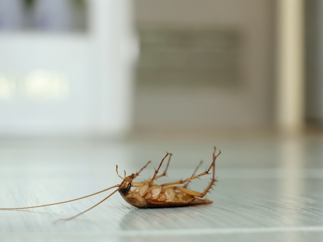 winter pest control winter pest control