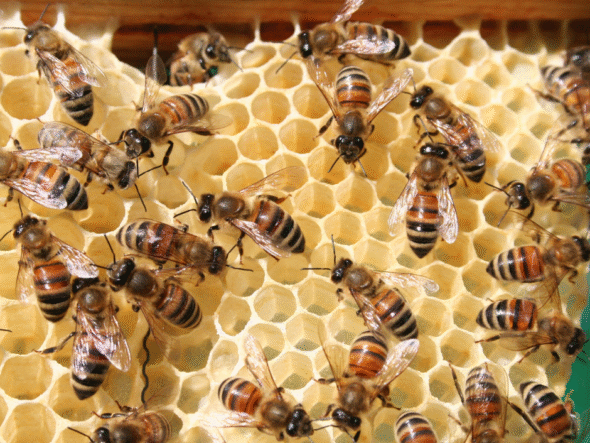 {{brizy_dc_image_alt entityId=