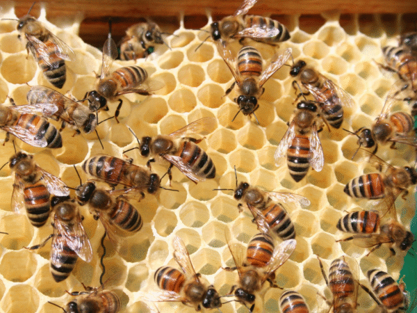 {{brizy_dc_image_alt entityId=