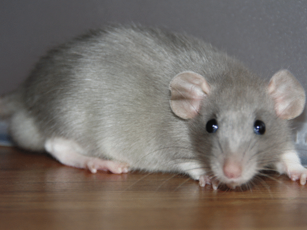 Mouse in Cleveland Ohio {{brizy_dc_image_alt entityId=