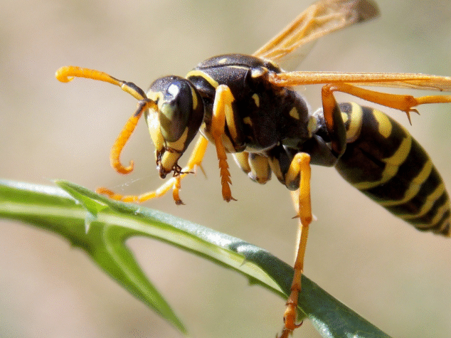 Bees in Erie PA {{brizy_dc_image_alt entityId=