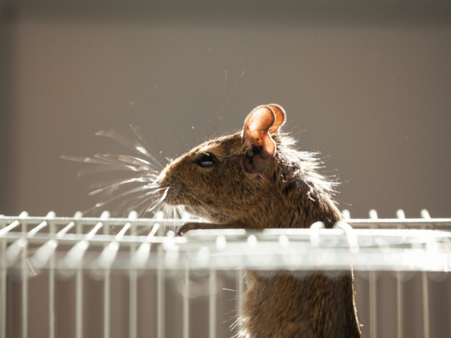 Rodent, bat, and bird droppings in Pittsburgh, PA, showing health risks from pest and wildlife infestations. {{brizy_dc_image_alt entityId=