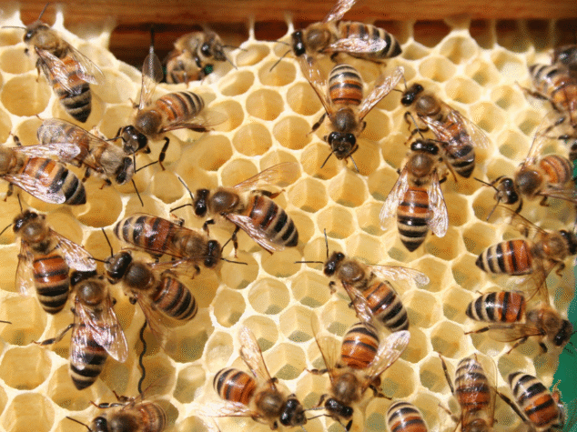 fall pest control Atlanta GA