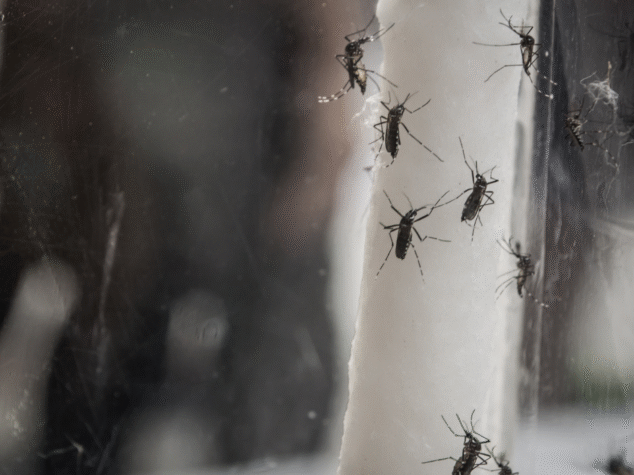 Pests in Fayetteville Pests in Fayetteville