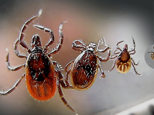 fall pest signs Cleveland {{brizy_dc_image_alt entityId=