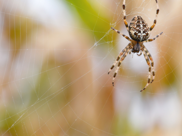 Hermitage PA pest control