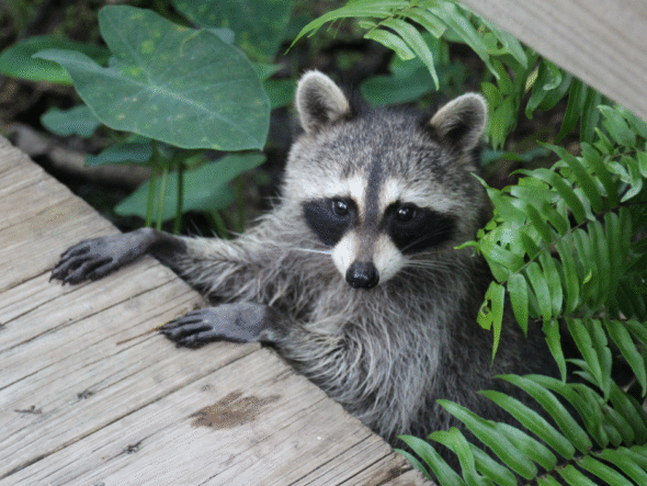 {{brizy_dc_image_alt entityId=