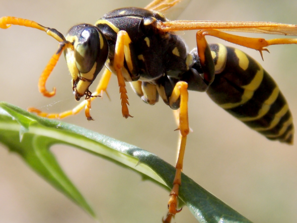 Fayetteville NC pest control