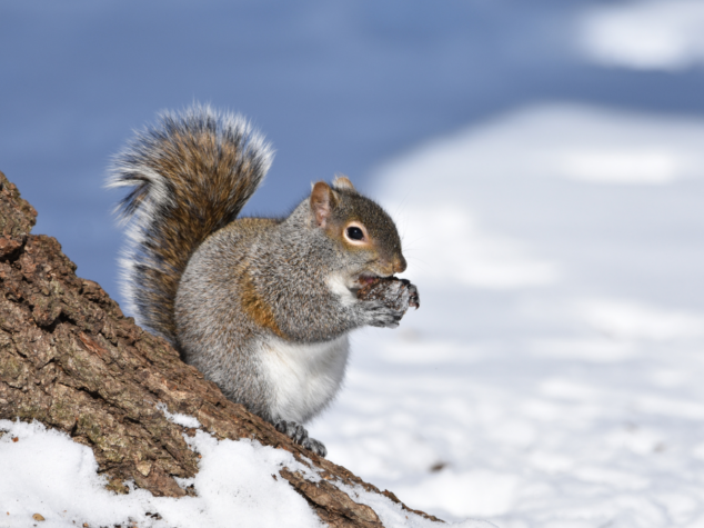 Rodent control Erie {{brizy_dc_image_alt entityId=