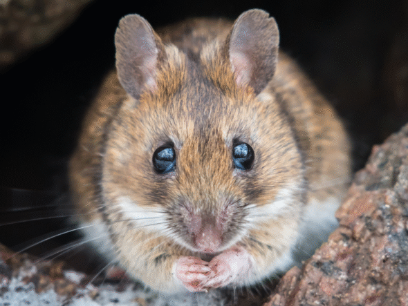 {{brizy_dc_image_alt entityId=