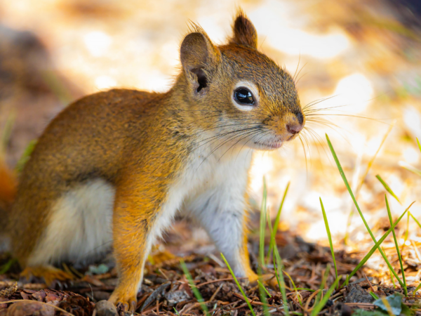 Wildlife activity increases around Canton Wildlife activity increases around Canton