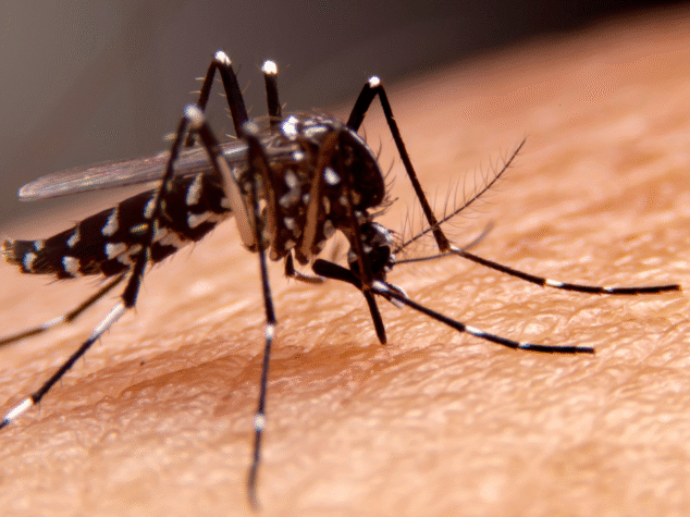 Pests in Central Massachusetts {{brizy_dc_image_alt entityId=