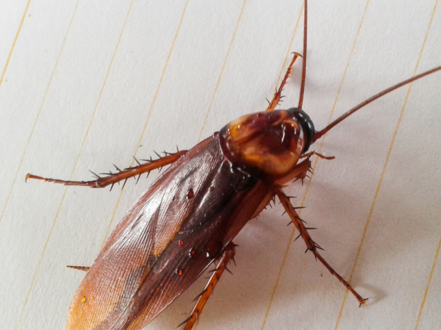 Winter pests Idaho Falls {{brizy_dc_image_alt entityId=