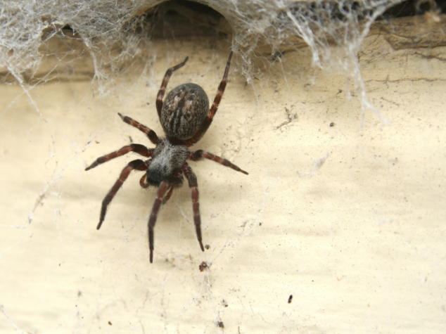 spider prevention Hermitage {{brizy_dc_image_alt entityId=