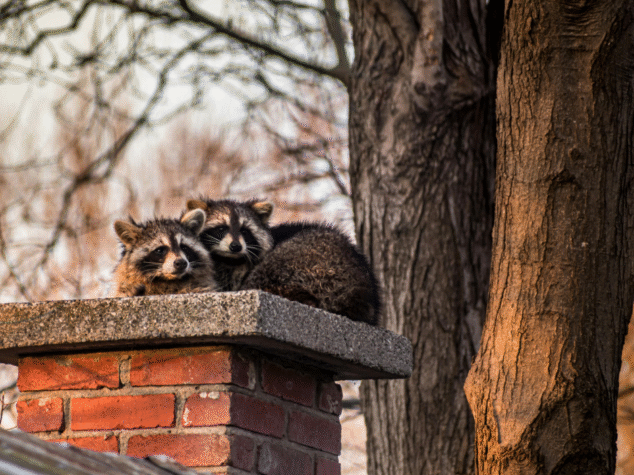 Wildlife Removal Ft Myers {{brizy_dc_image_alt entityId=