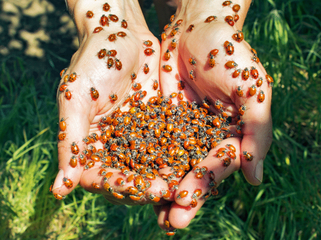 {{brizy_dc_image_alt entityId=