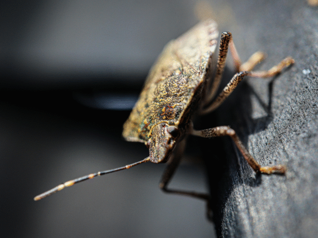 Winter pest control Central MA {{brizy_dc_image_alt entityId=