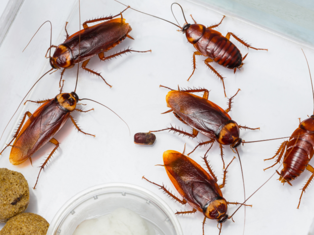 {{brizy_dc_image_alt entityId=