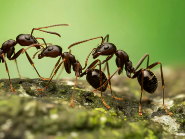 {{brizy_dc_image_alt entityId=