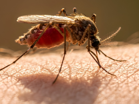 Cleveland Ohio mosquito control