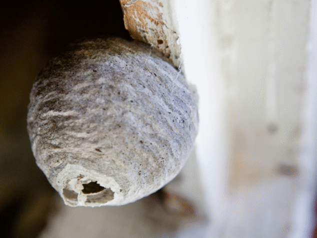 Bees in Akron Ohio {{brizy_dc_image_alt entityId=