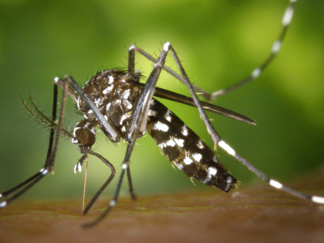 Mosquito Control in Akron Ohio {{brizy_dc_image_alt entityId=
