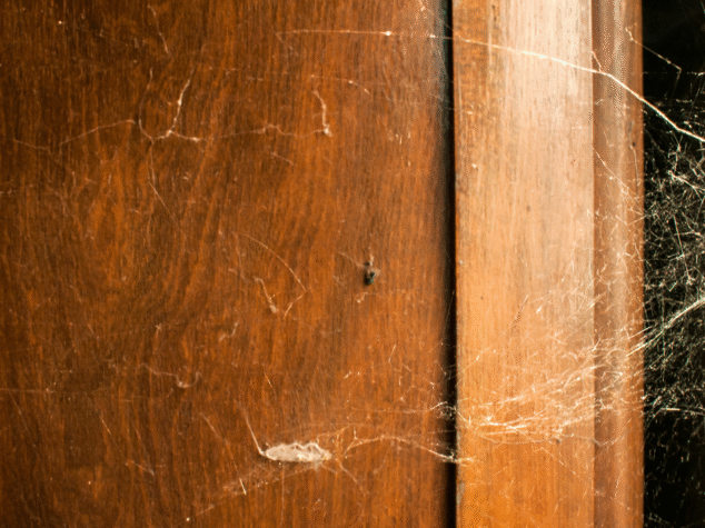 {{brizy_dc_image_alt entityId=