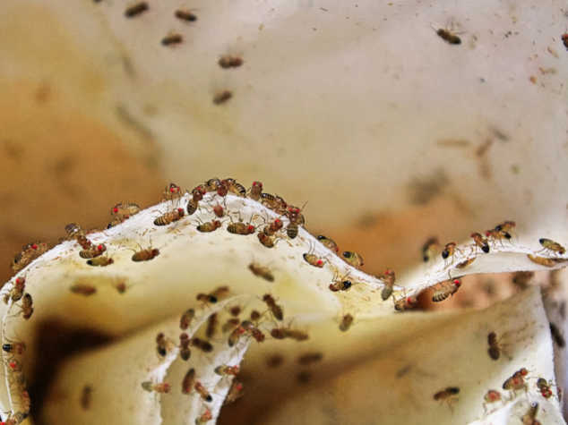 winter pest prevention {{brizy_dc_image_alt entityId=