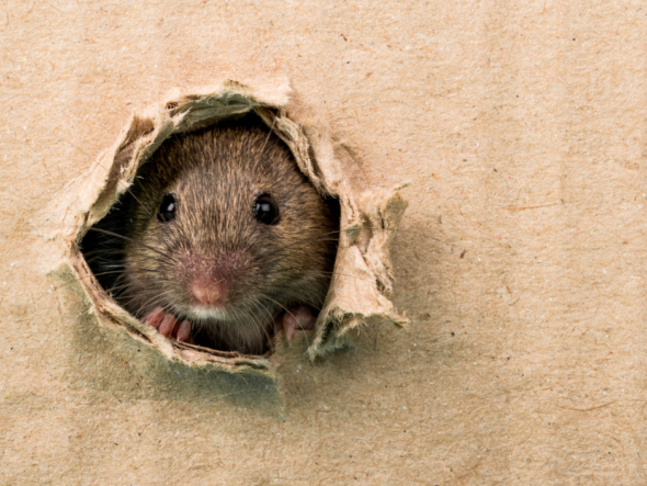 {{brizy_dc_image_alt entityId=