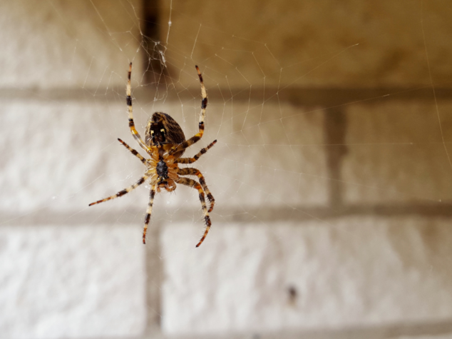 {{brizy_dc_image_alt entityId=