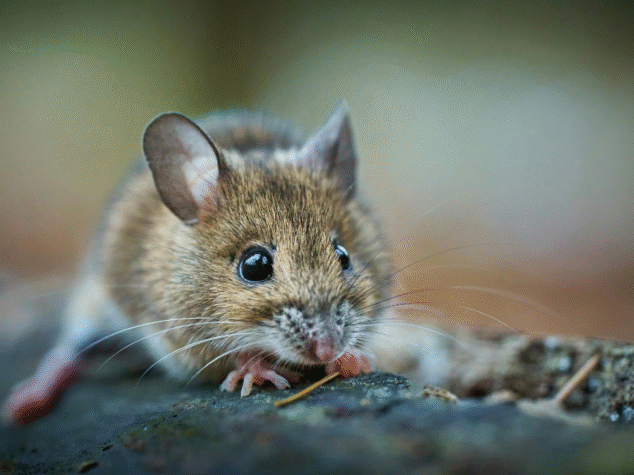Rodent control Akron homes {{brizy_dc_image_alt entityId=