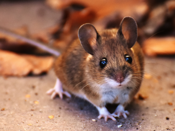 {{brizy_dc_image_alt entityId=