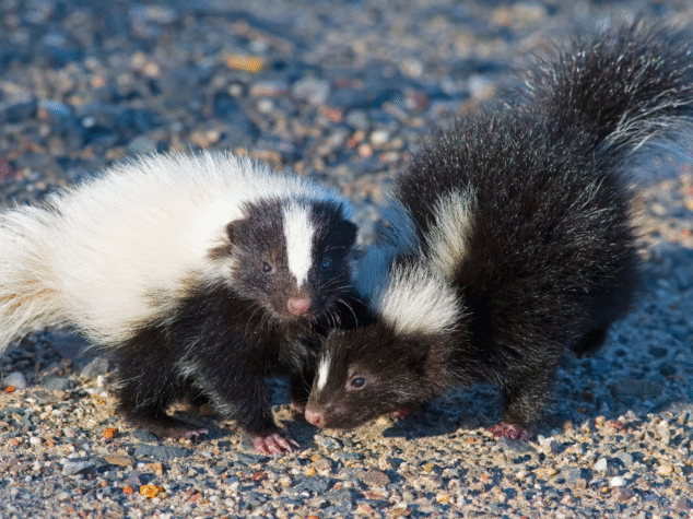 {{brizy_dc_image_alt entityId=