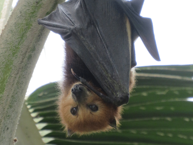 {{brizy_dc_image_alt entityId=