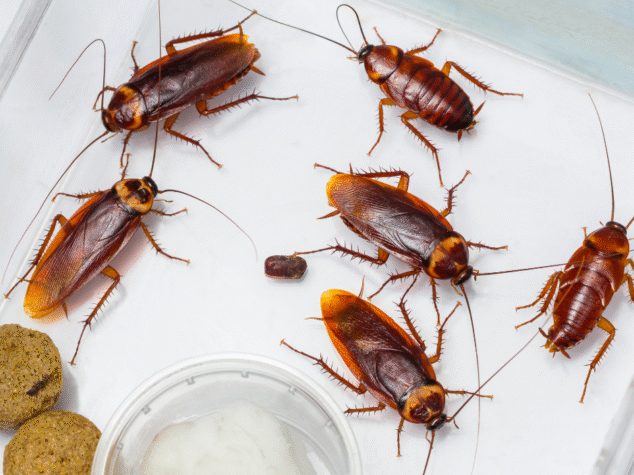 {{brizy_dc_image_alt entityId=