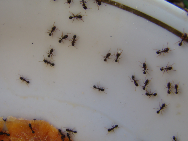 basement pest control Akron {{brizy_dc_image_alt entityId=